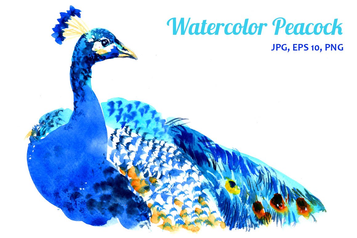 Watercolor Peacock preview image.