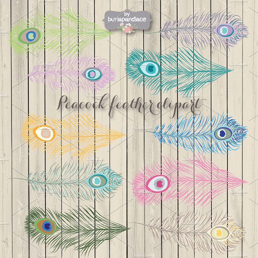 VECTOR Peacock feather clipart preview image.