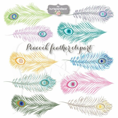 VECTOR Peacock feather clipart cover image.