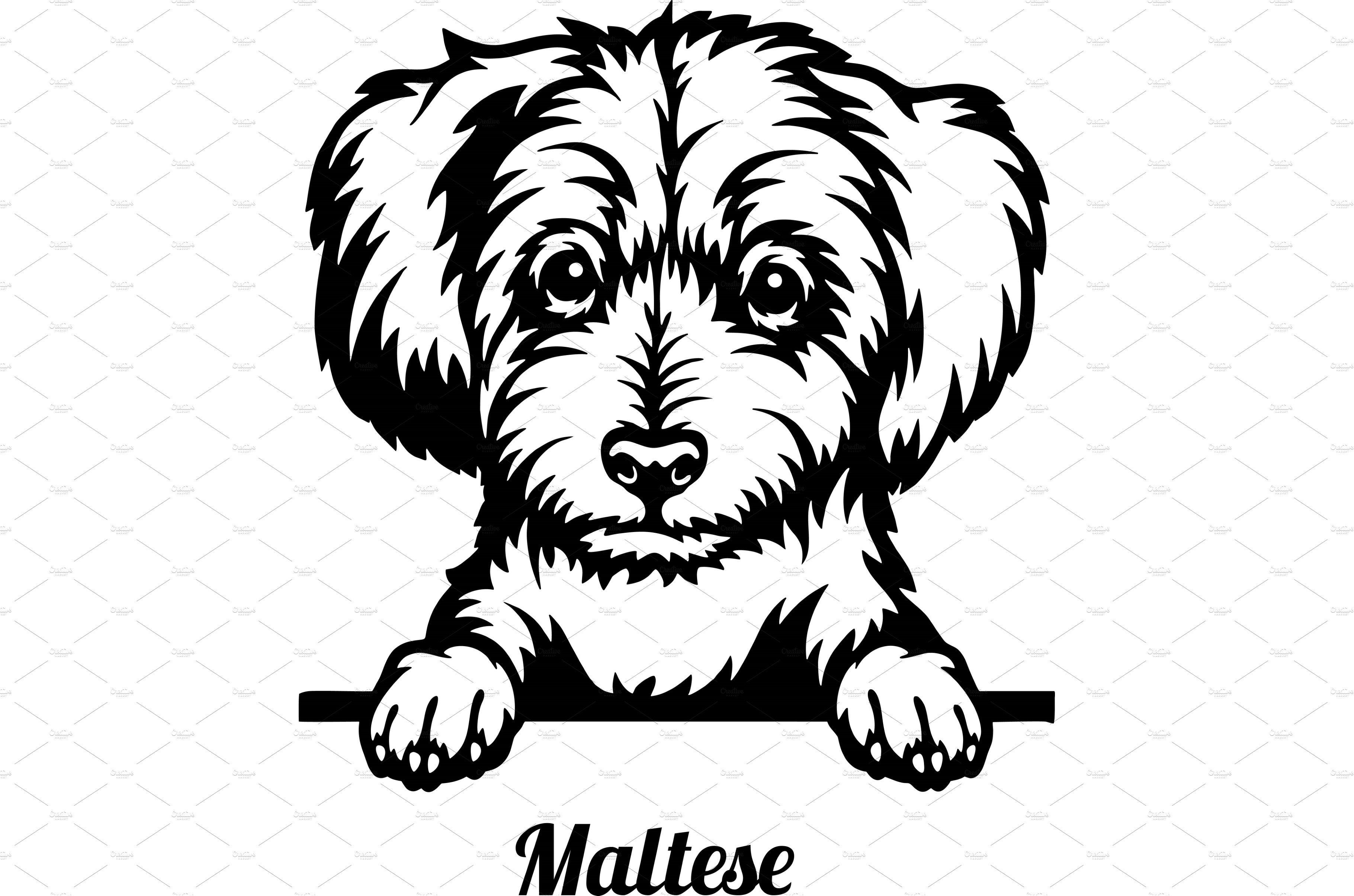 Maltese Peeking Dog - head isolated cover image.