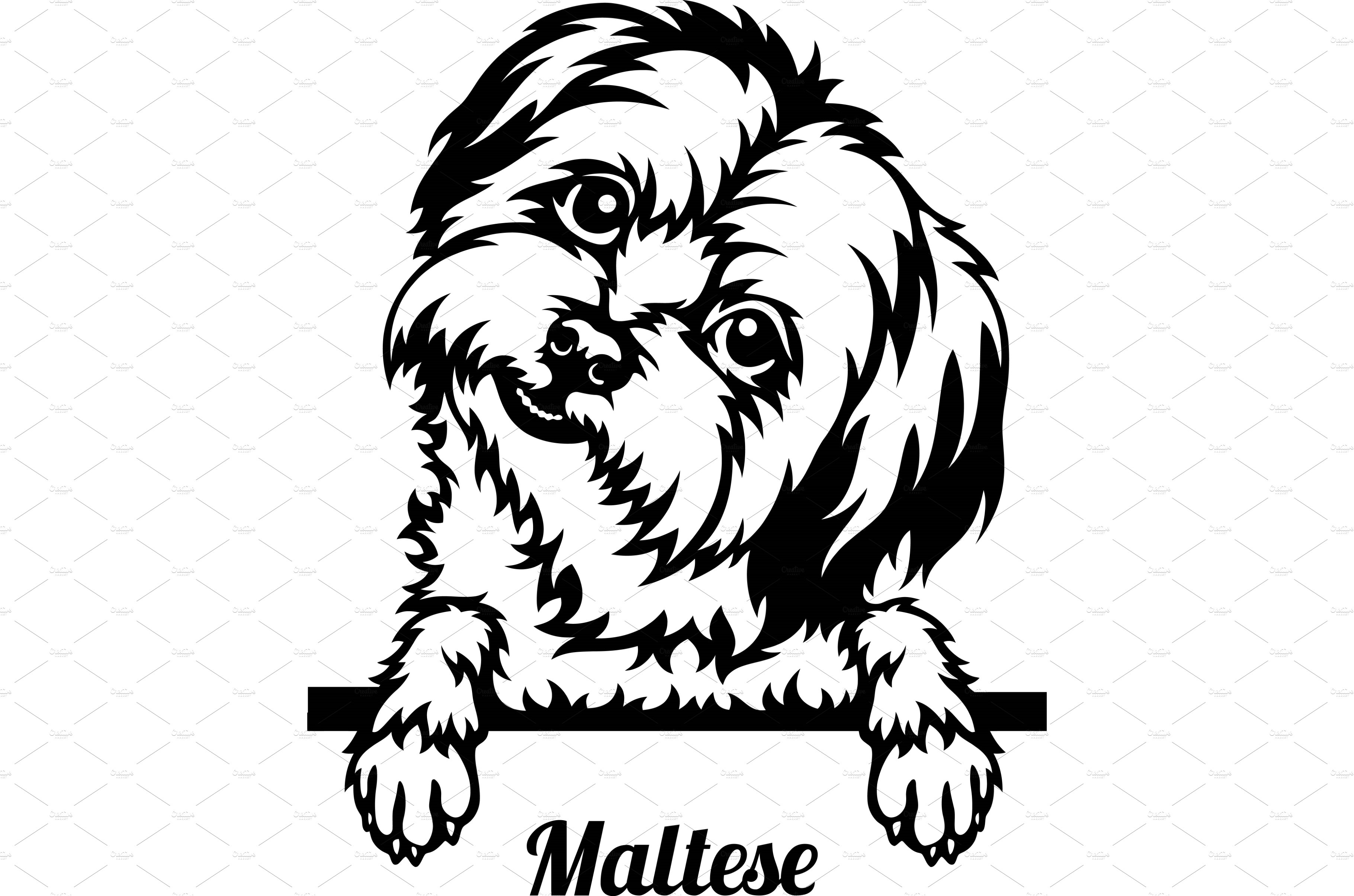 Maltese Peeking Dog - head isolated cover image.