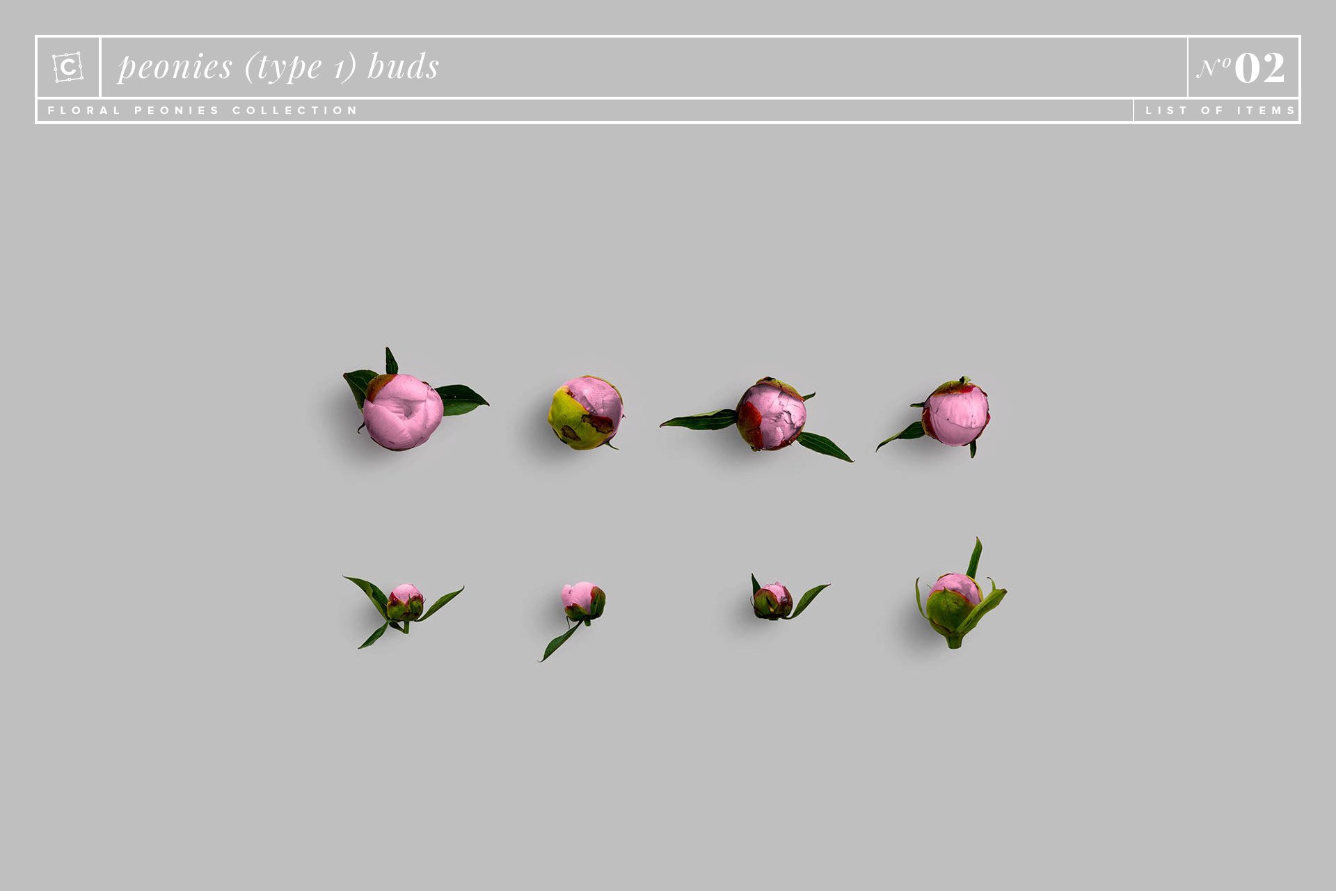 peonies 1 buds floral peonies collection customscene 841