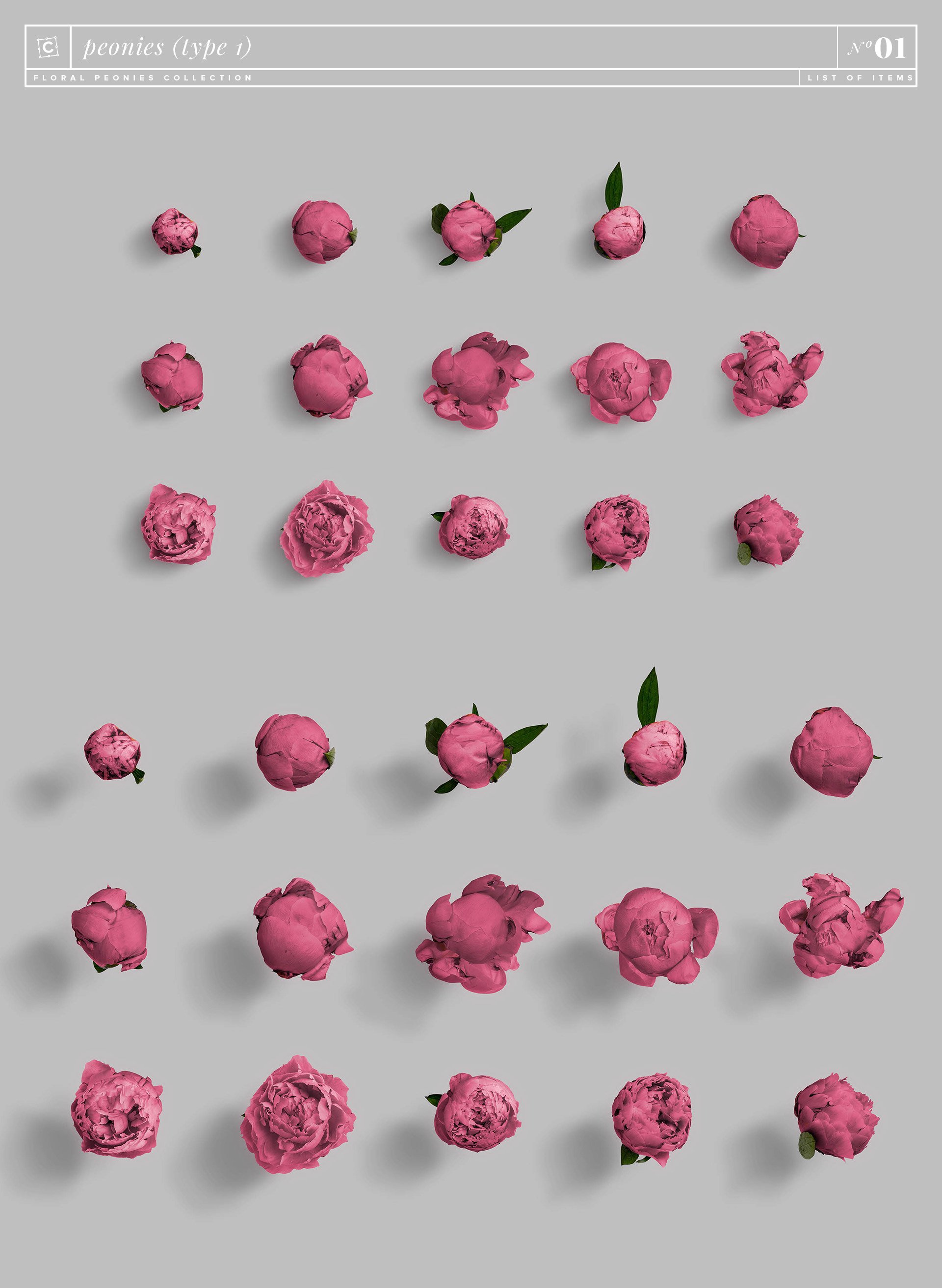 peonies 1 floral peonies collection customscene 981