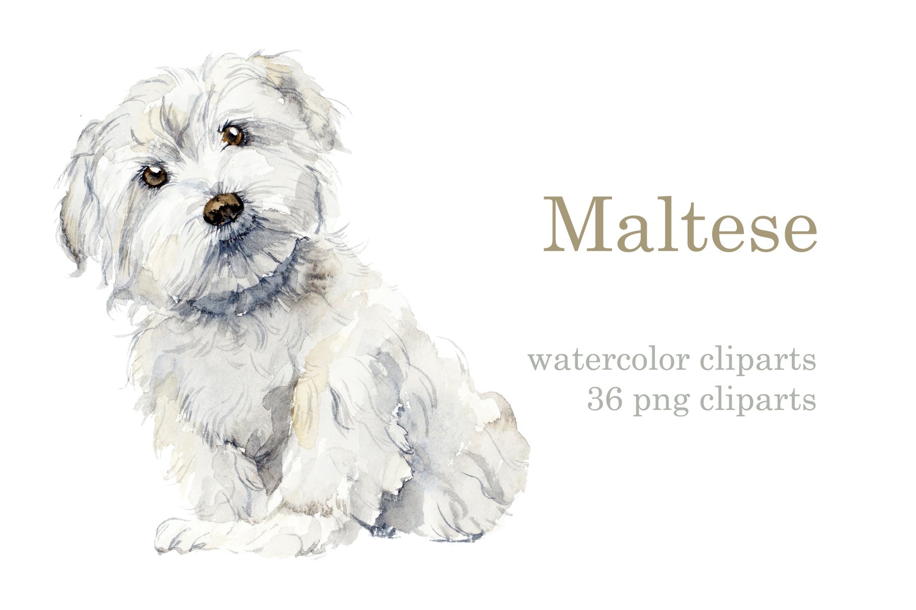 Watercolor maltese dog cover image.