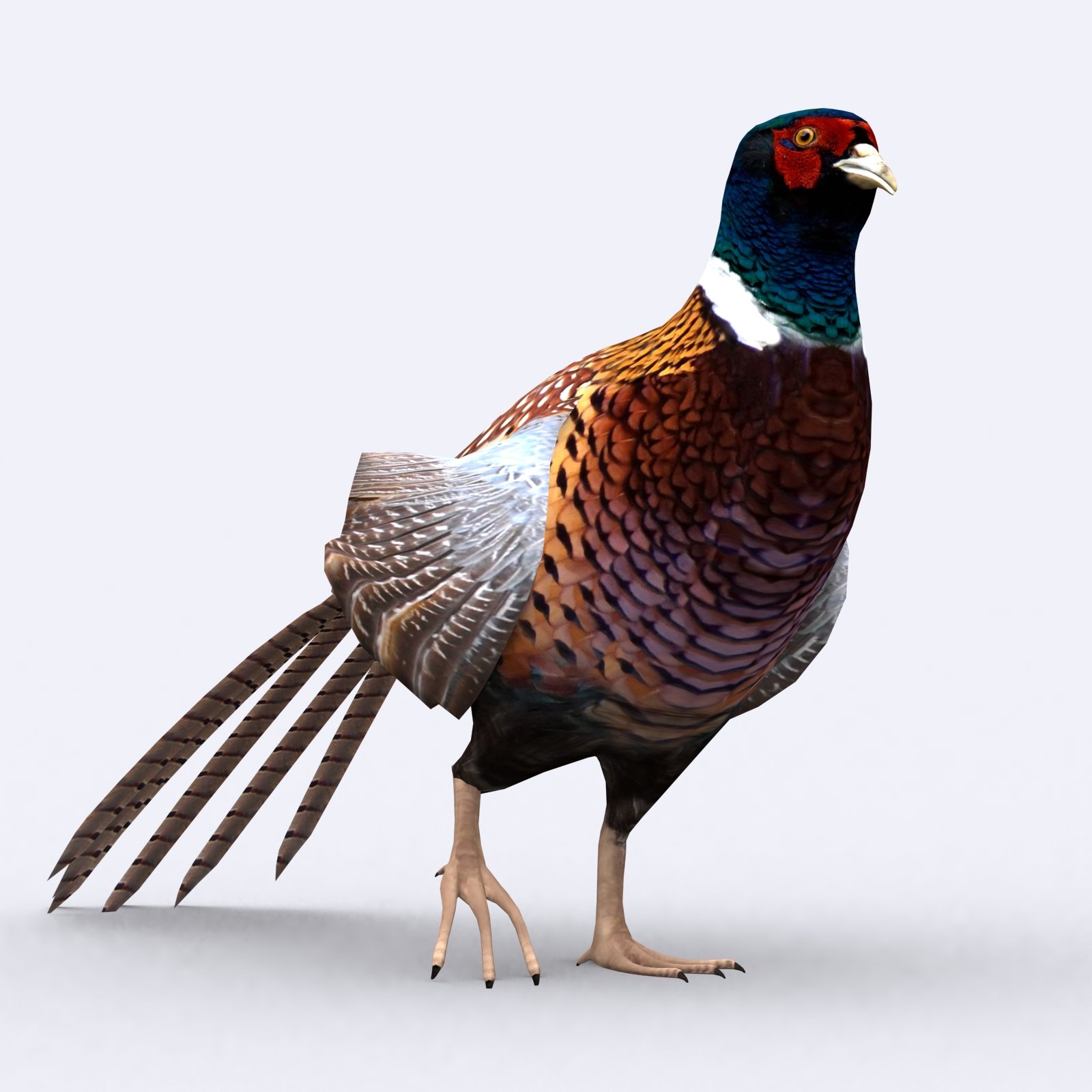 3DRT - Animals - Pheasant preview image.