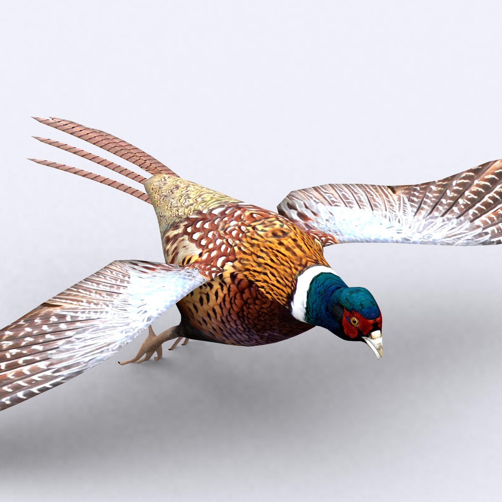 3DRT - Animals - Pheasant cover image.