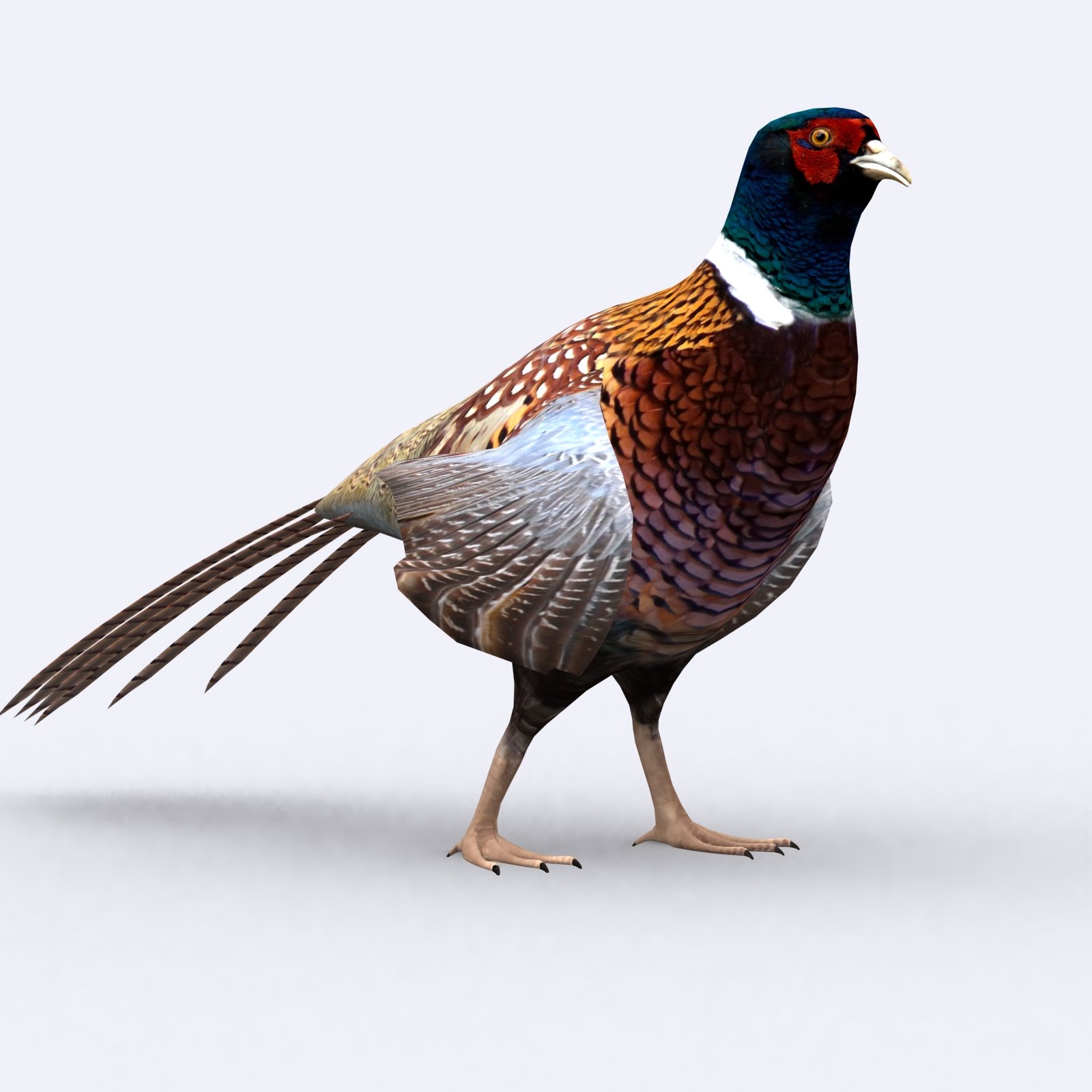 pheasant bird 3d lowpoly model animated 03 871