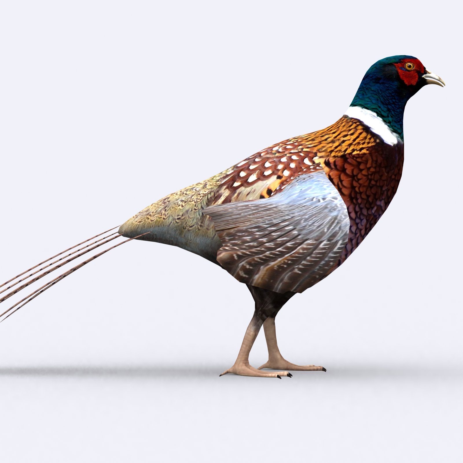 pheasant bird 3d lowpoly model animated 04 420