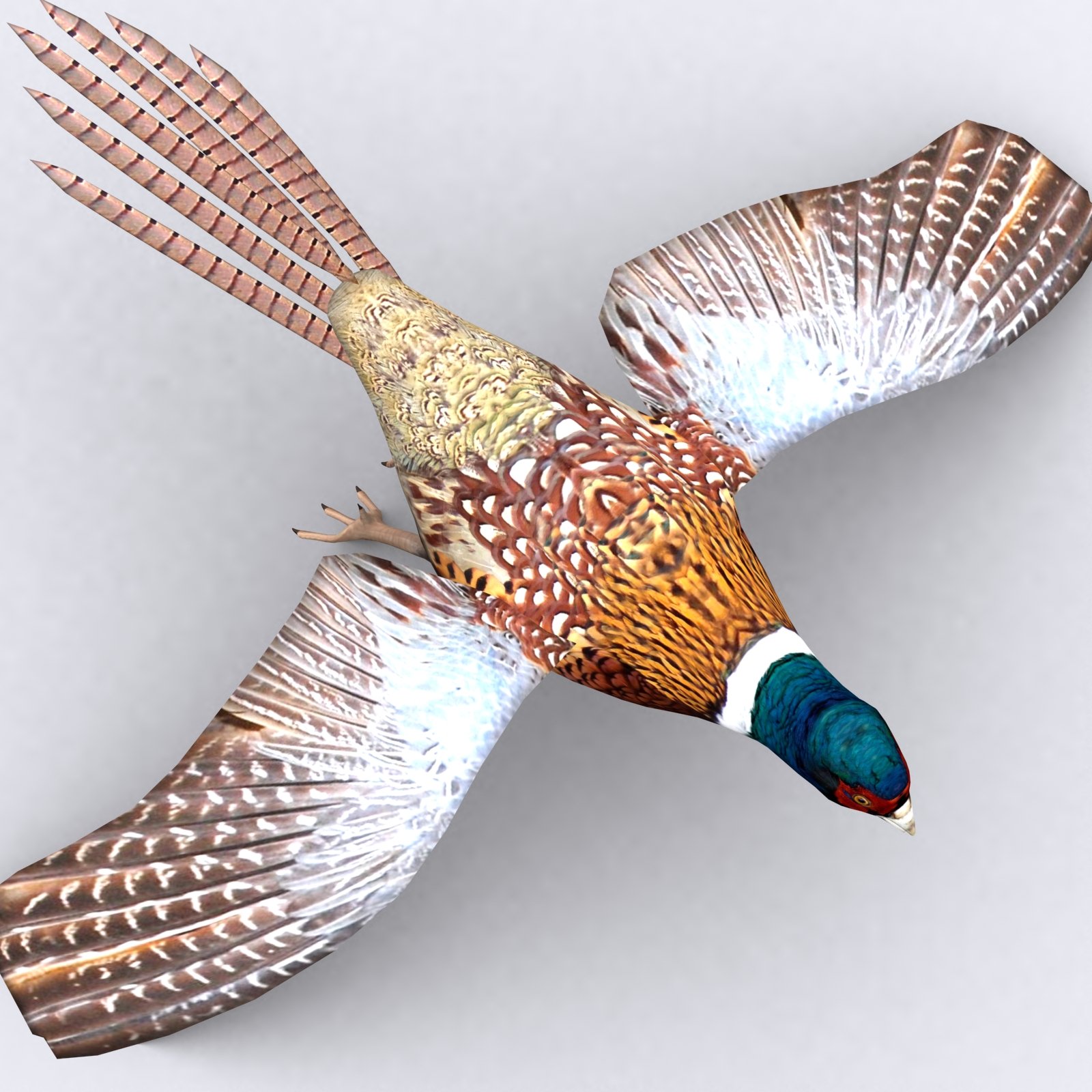 pheasant bird 3d lowpoly model animated 05 627