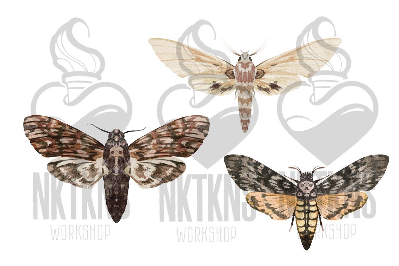 Watercolor Clipart. Moth Boho art preview image.
