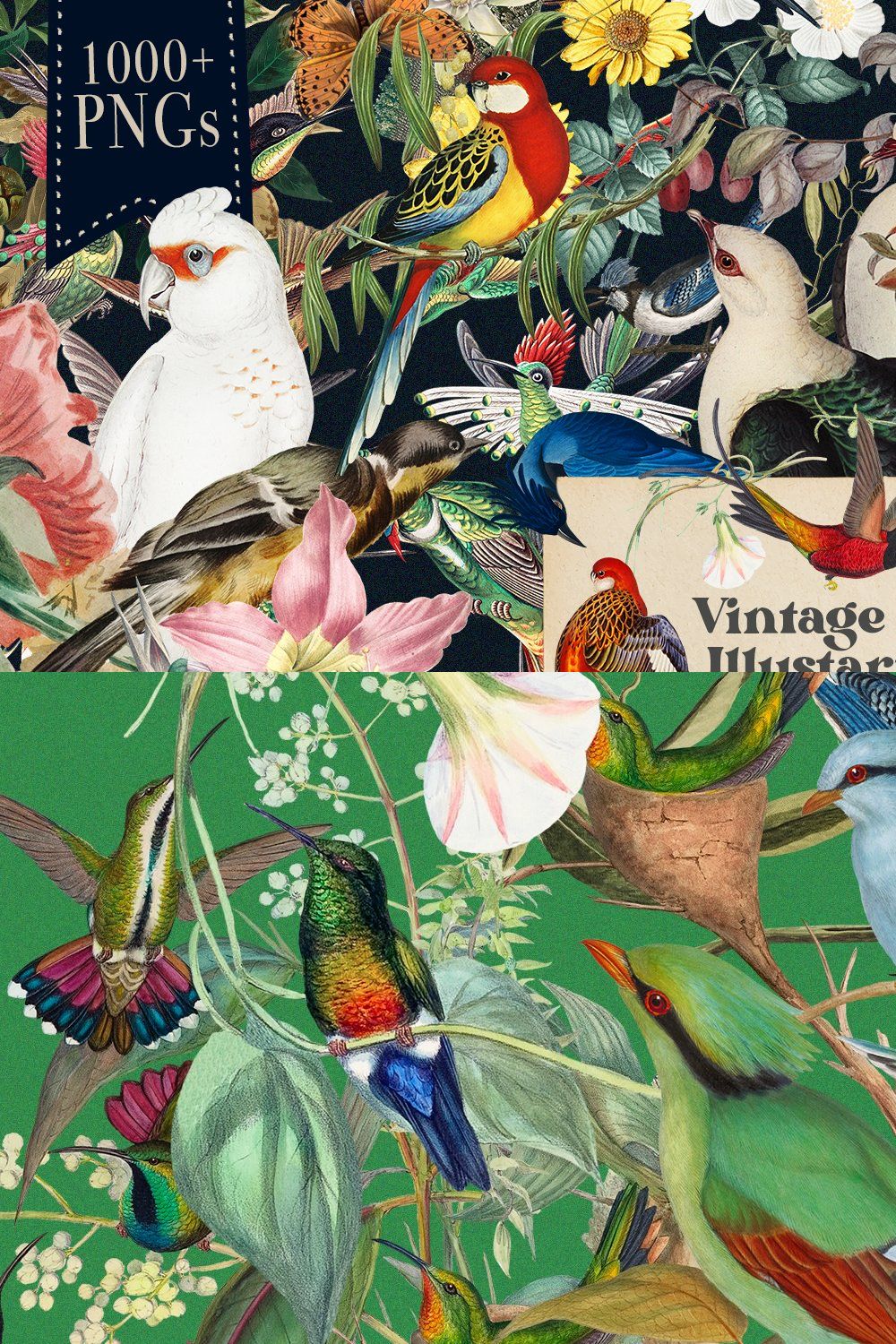 1150 Vintage Bird Illustratins pinterest preview image.