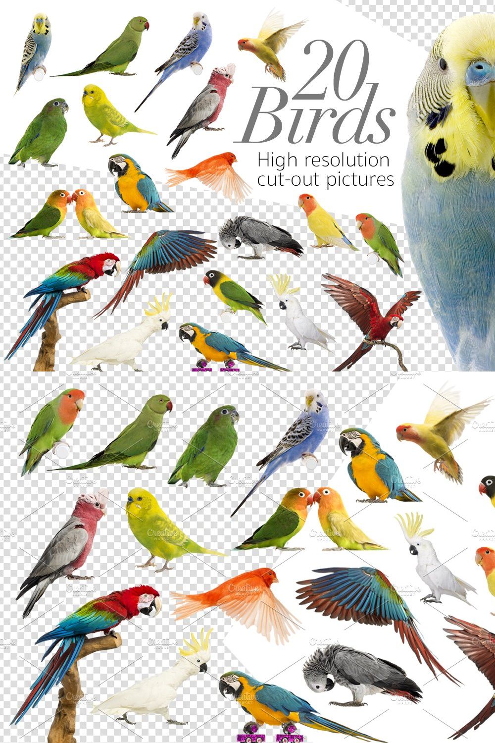 20 Birds - Cut-out High Res Pictures pinterest preview image.