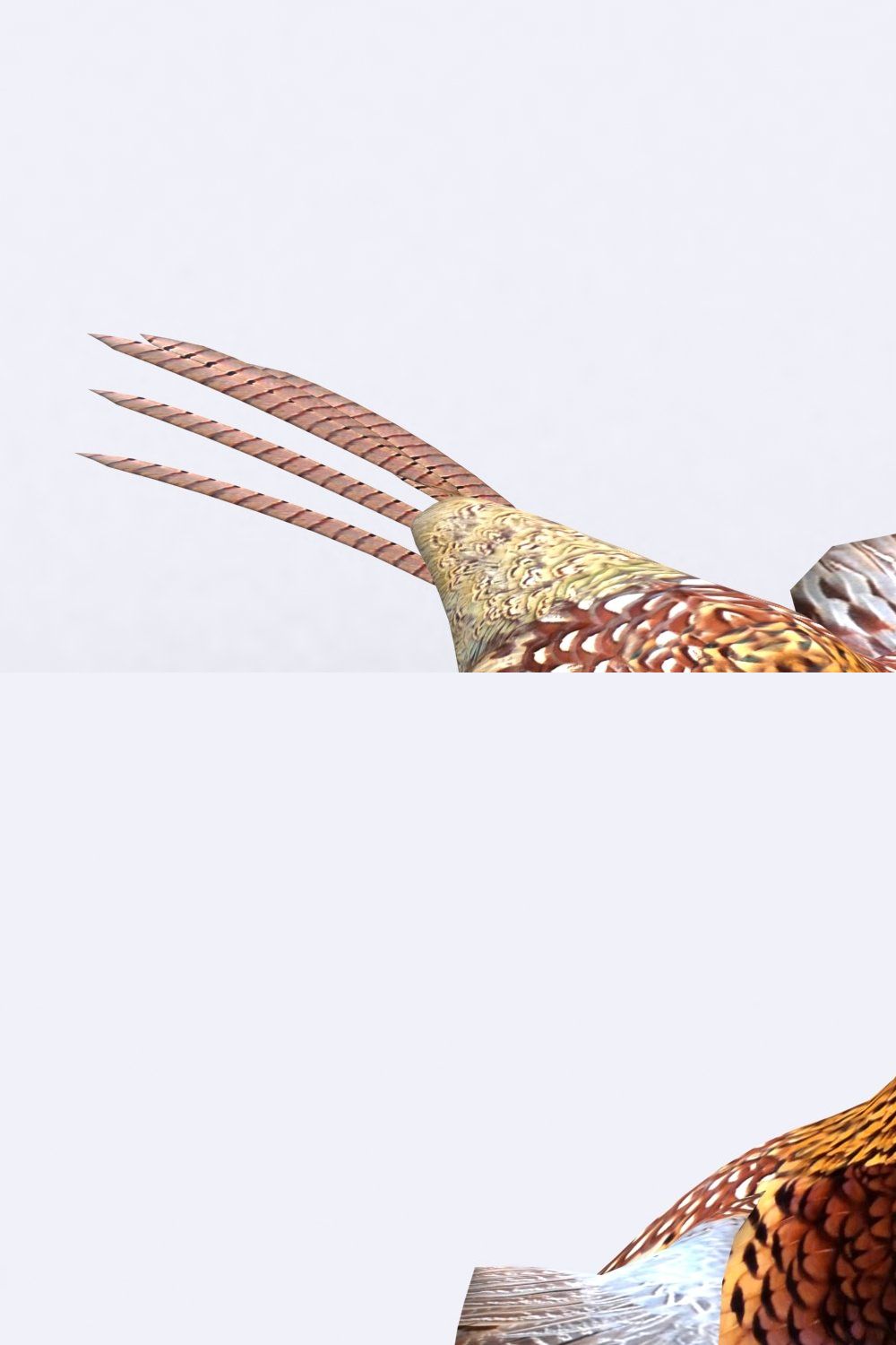 3DRT - Animals - Pheasant pinterest preview image.