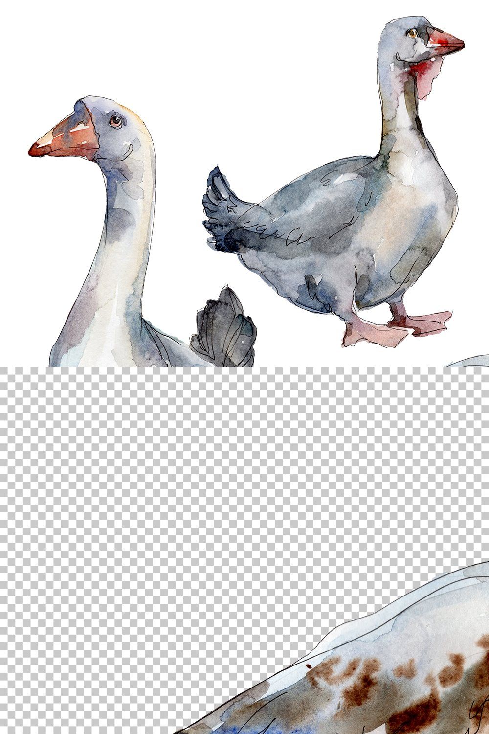Agriculture: goose,duck Watercolor pinterest preview image.