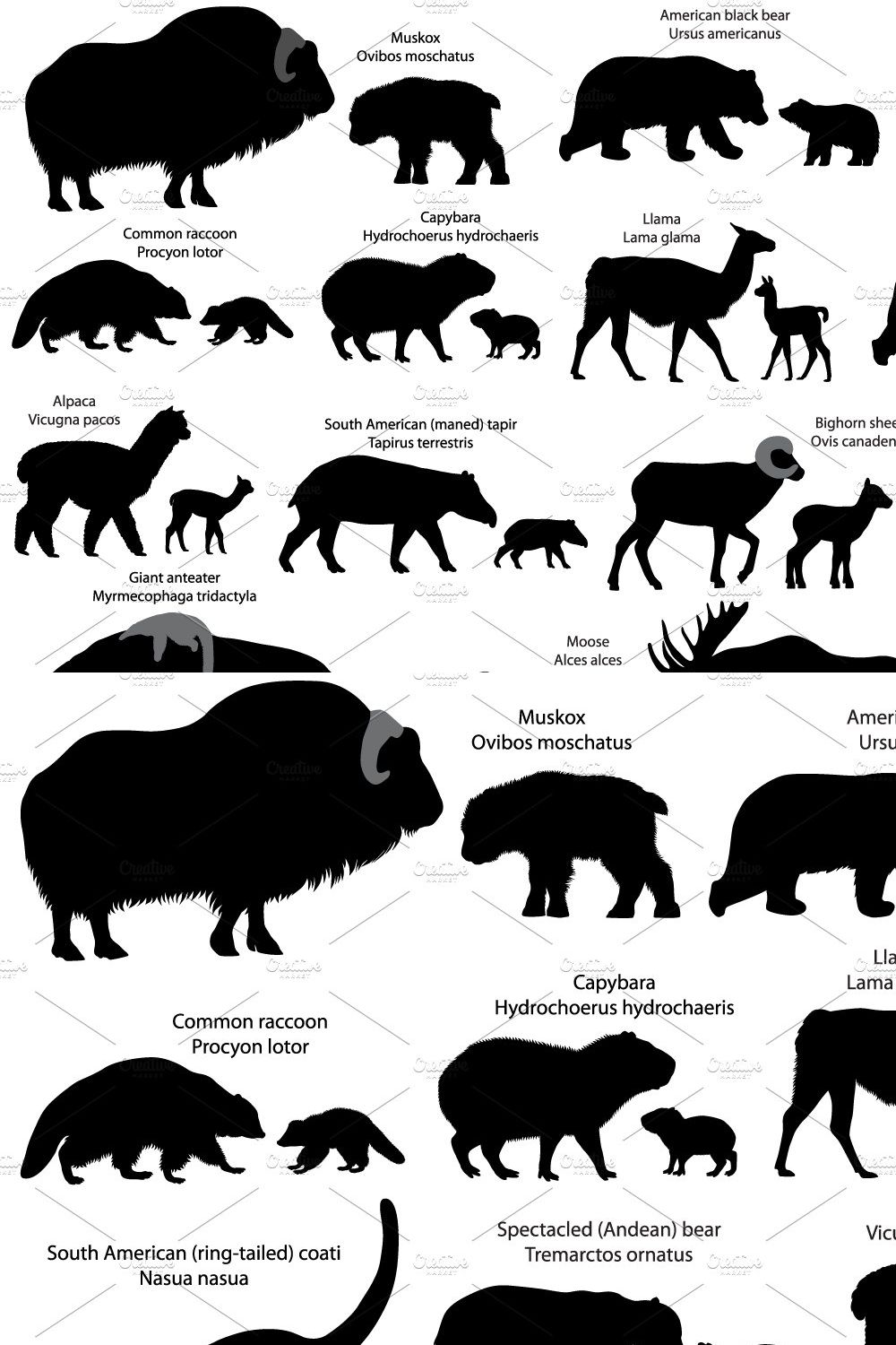 Animals of America with cubs pinterest preview image.