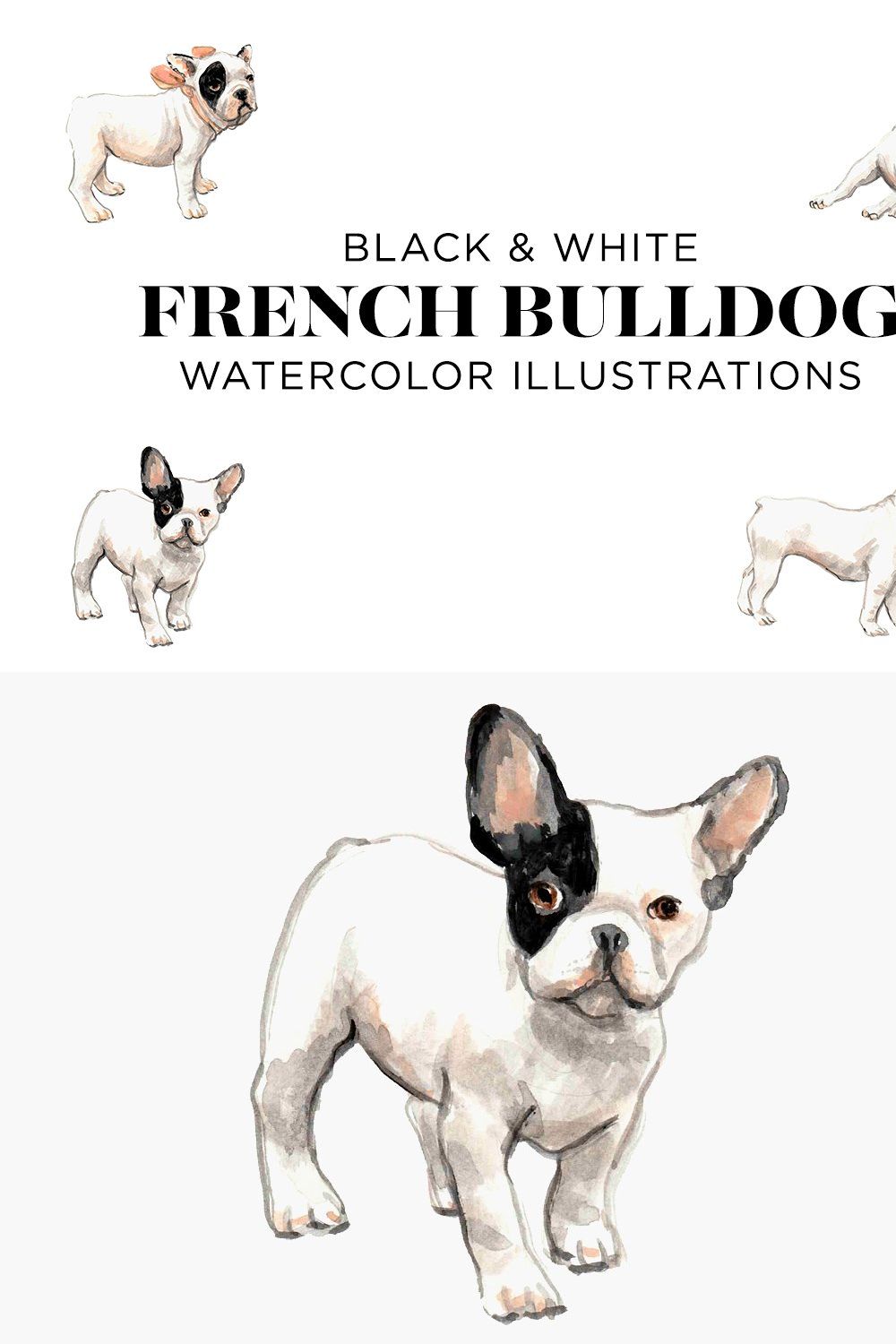 Black and White French Bulldogs pinterest preview image.