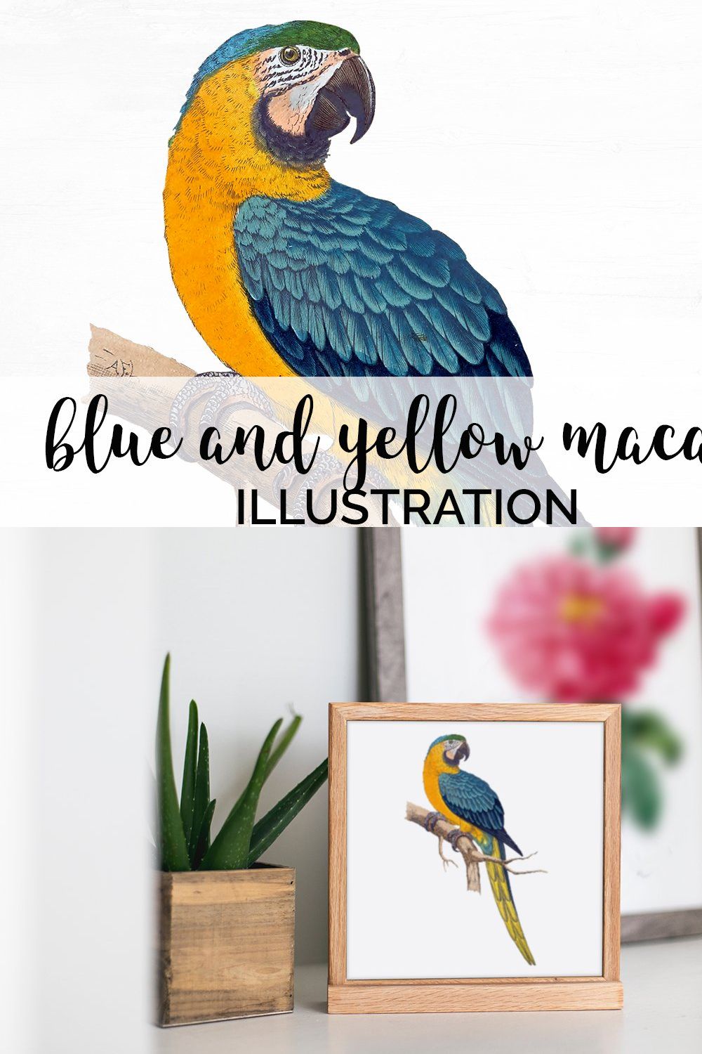 blue and yellow macaw pinterest preview image.