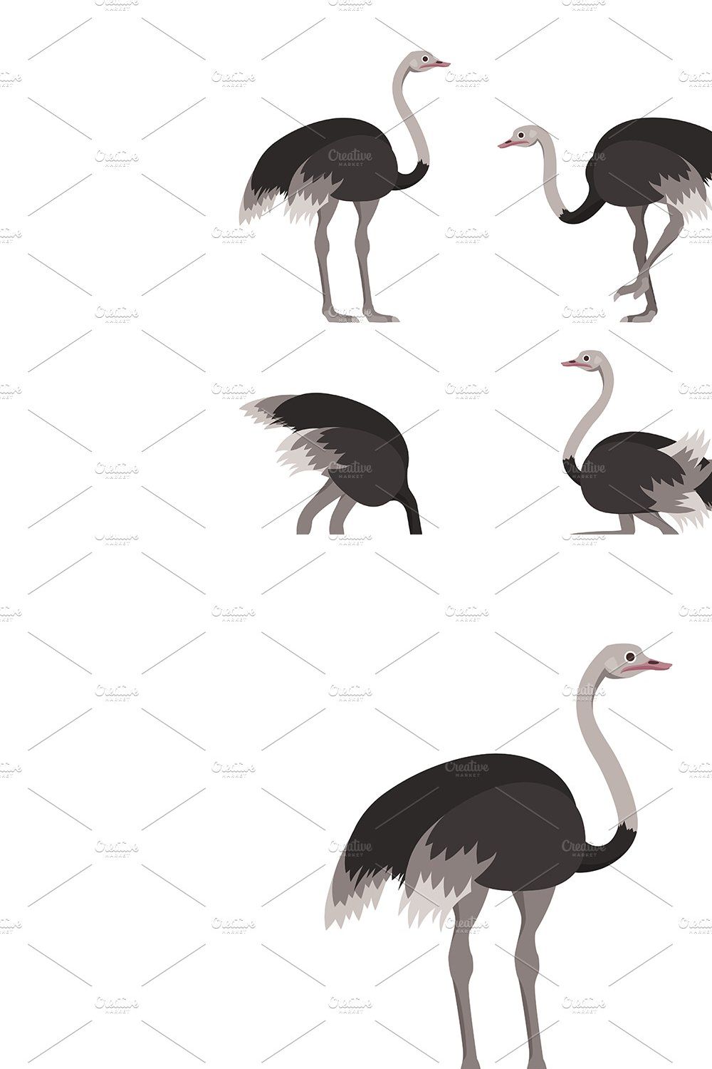 Cartoon Ostrich Bird Set. Vector pinterest preview image.