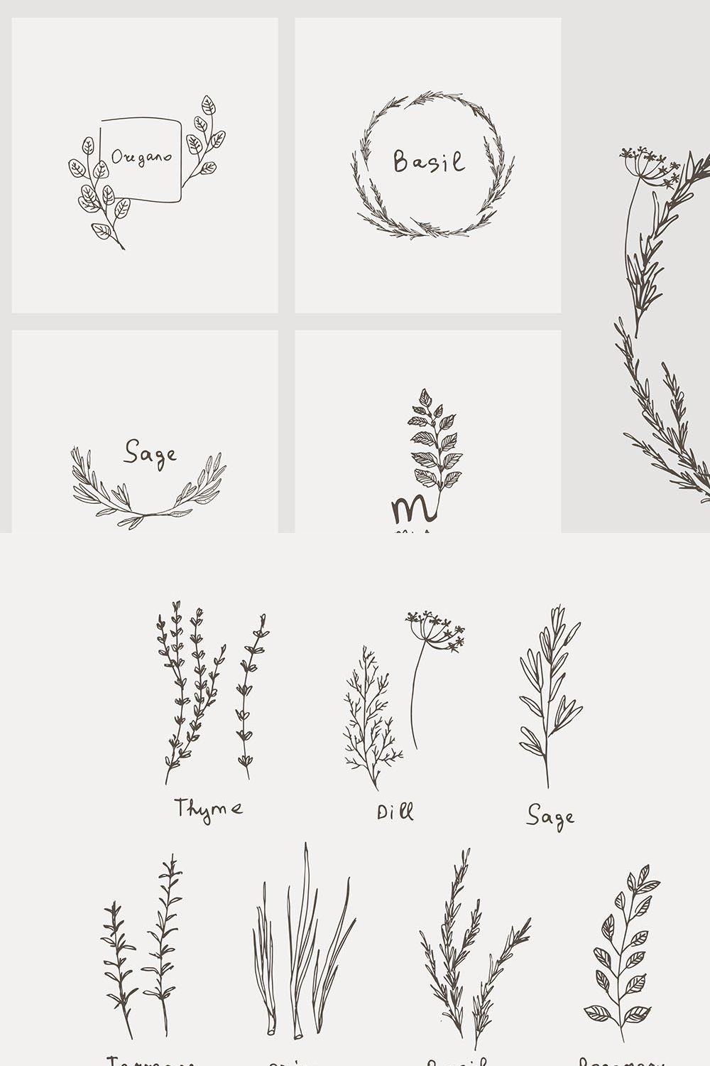 culinary herb and logo pinterest preview image.