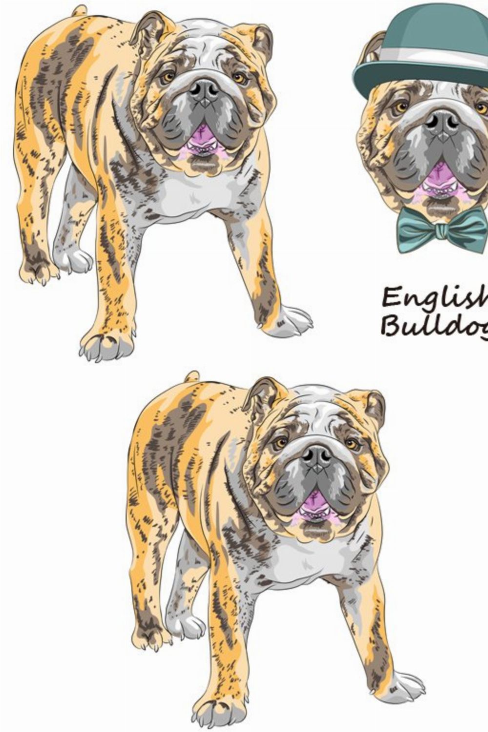 Dog English Bulldog SET pinterest preview image.