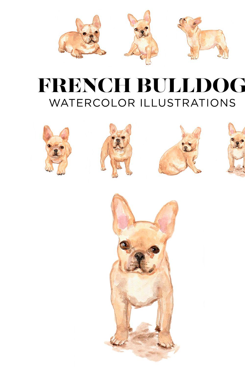 French Bulldogs pinterest preview image.