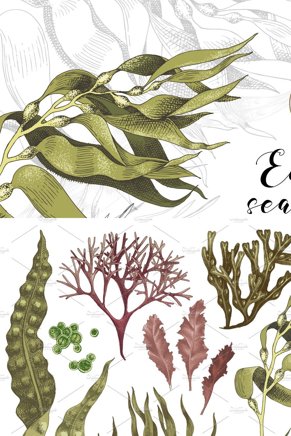 Hand drawn edible seaweeds pinterest preview image.