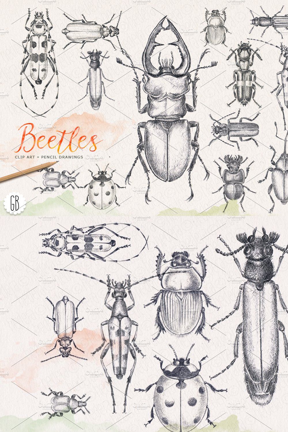 Hand drawn pencil beetles bugs pinterest preview image.