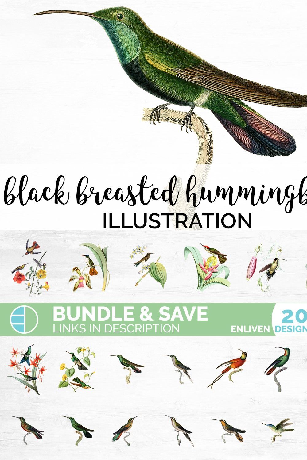Hummingbird Clipart Vintage pinterest preview image.