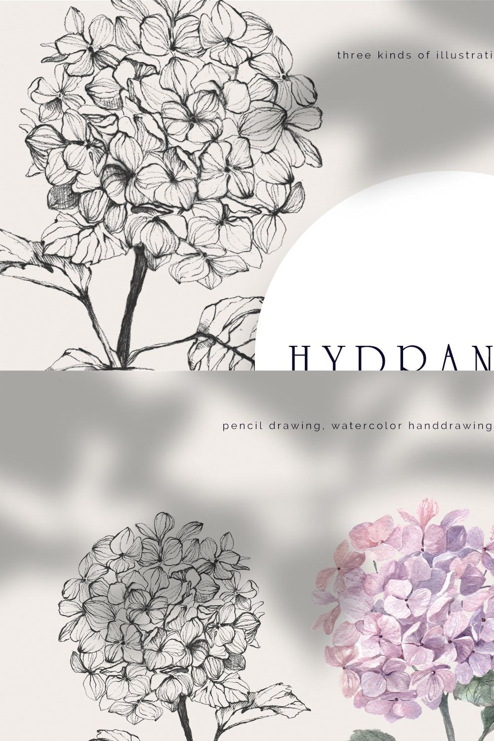 Hydrangea. Pencil and watercolor pinterest preview image.
