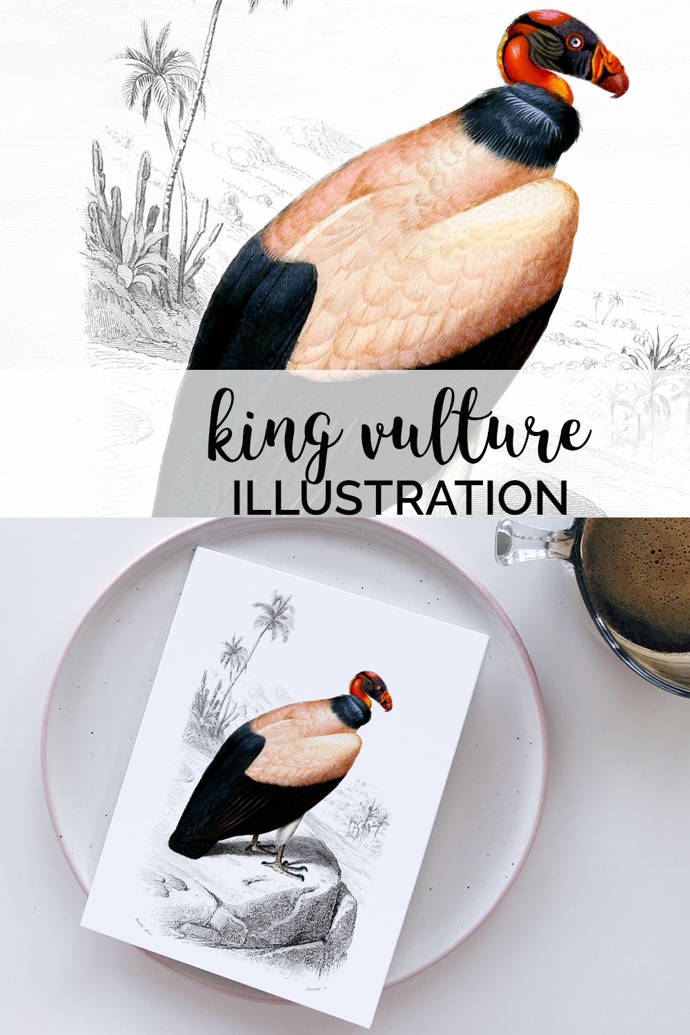 king vulture pinterest preview image.