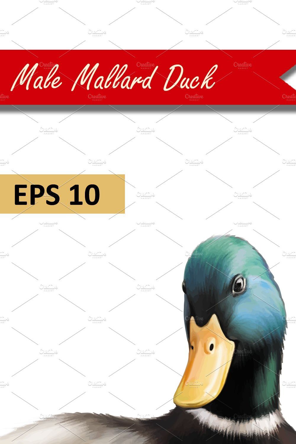 Male Mallard Duck. Vector pinterest preview image.