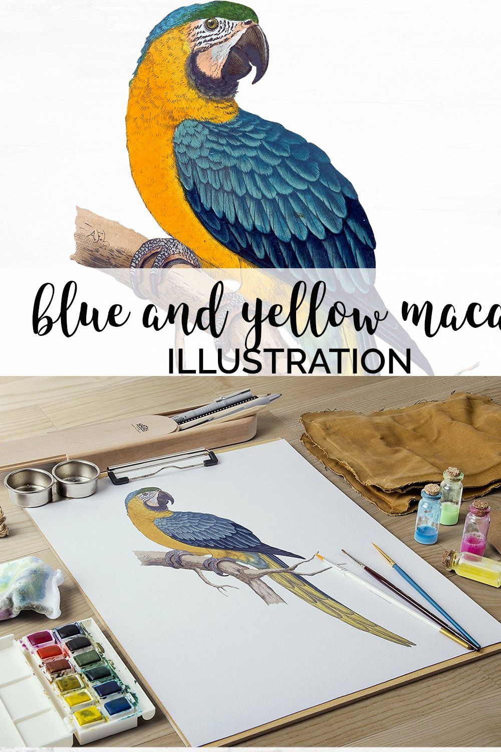 Parrot Blue and Yellow Macaw Parrot pinterest preview image.