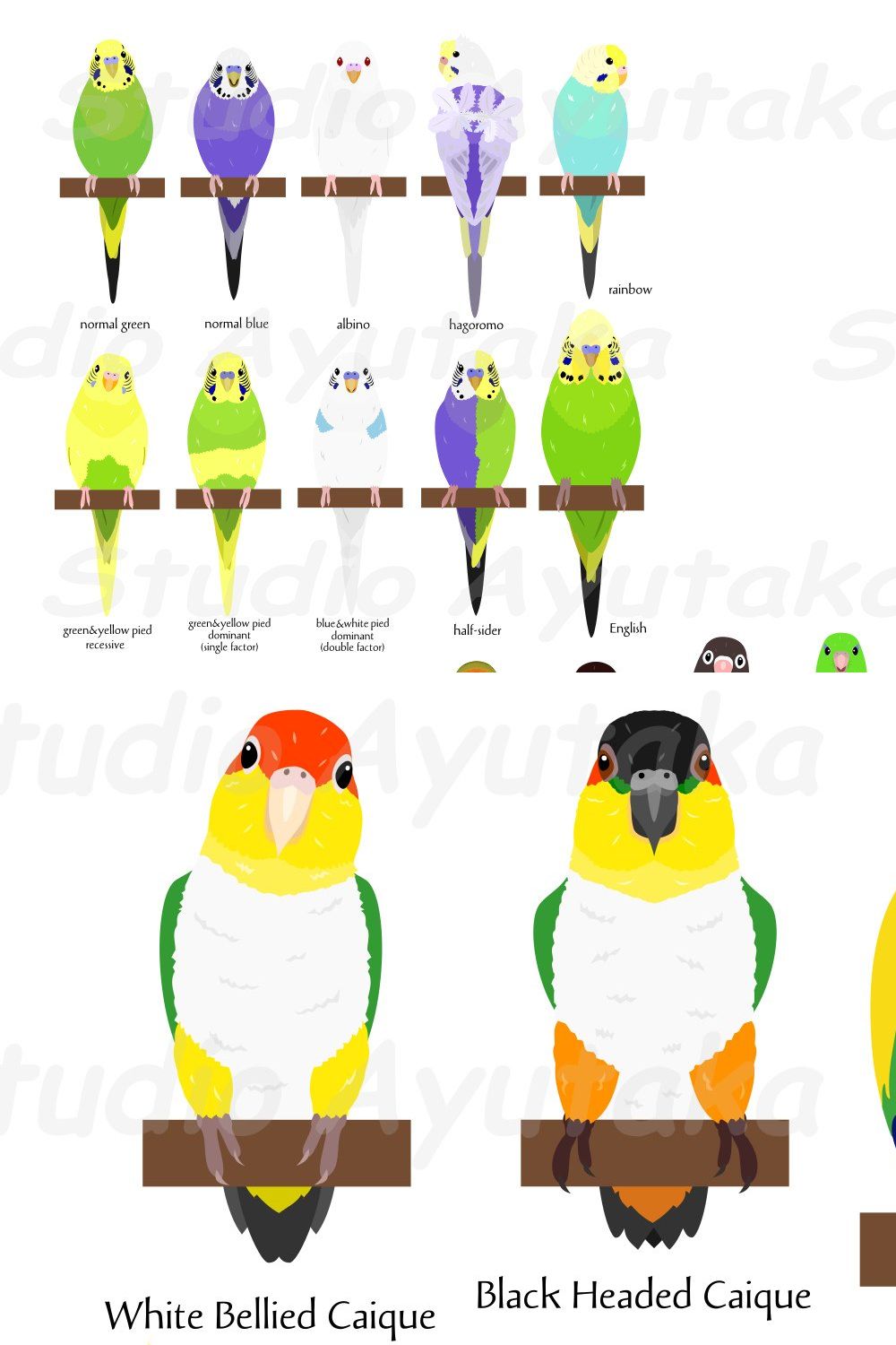 Parrotd and Parakeets bundle pinterest preview image.