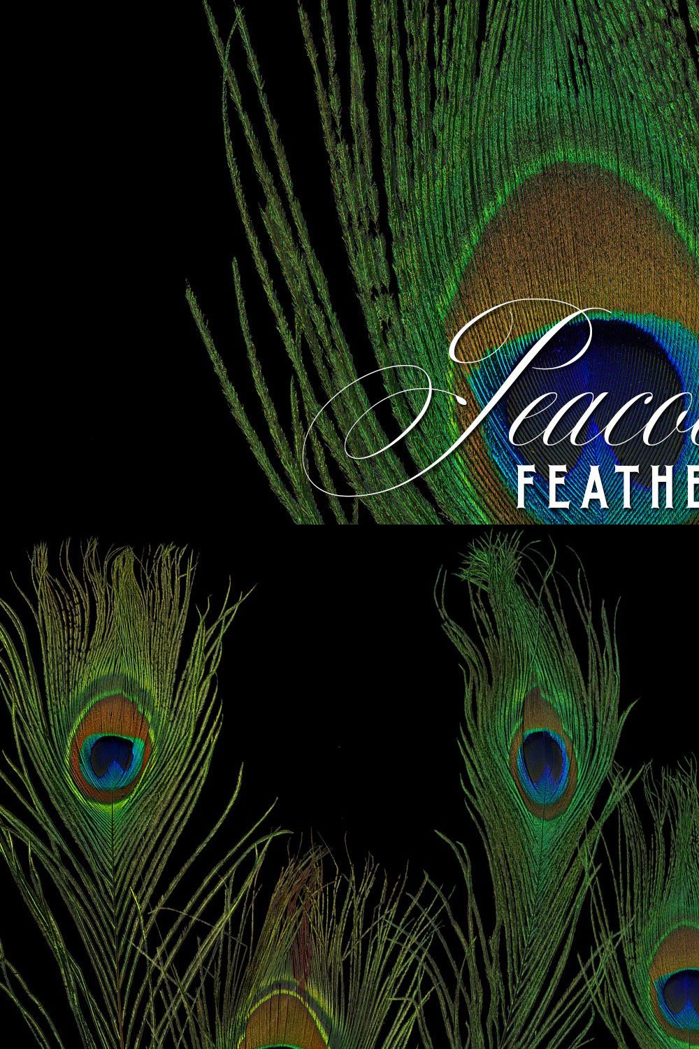 Peacock Feather Graphics pinterest preview image.