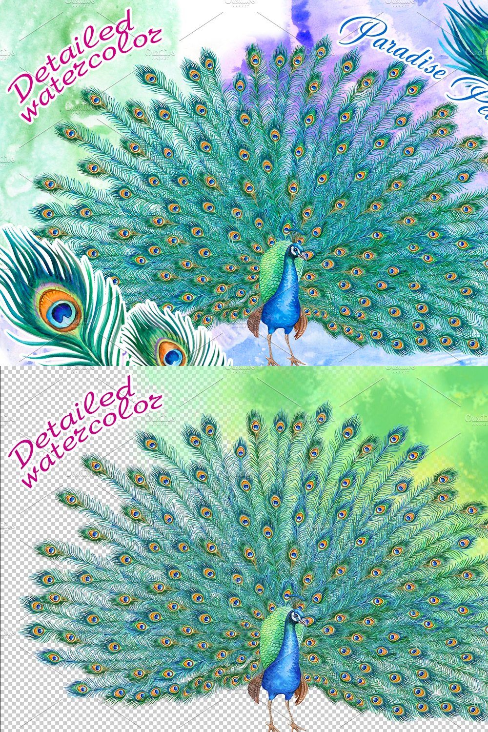 Peacock with a lush tail pinterest preview image.