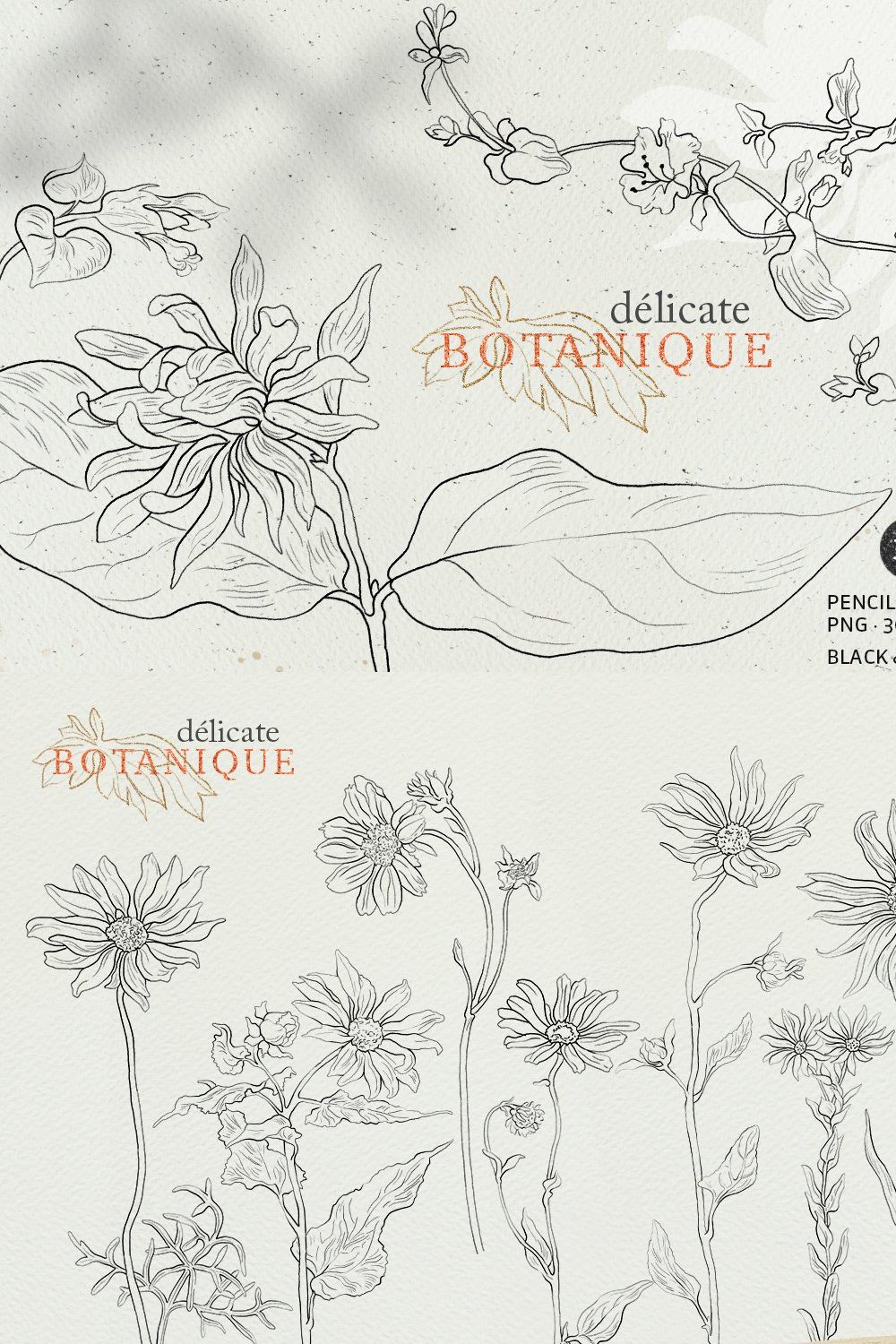 Pencil flowers | delicate drawings pinterest preview image.
