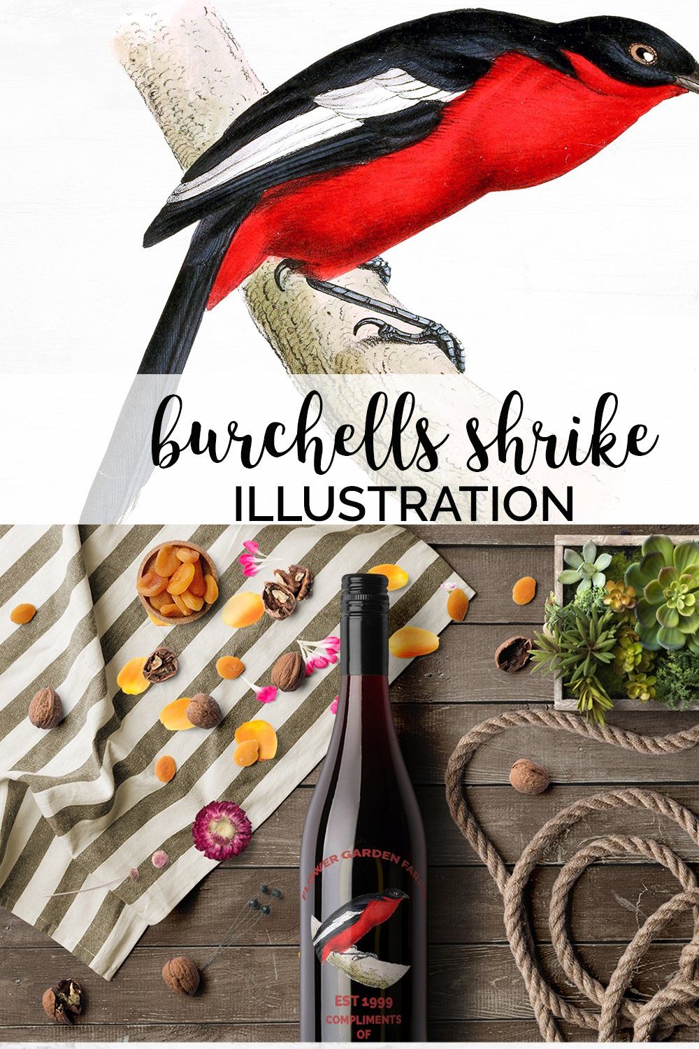 Red Bird Burchells Shrike  Vintage pinterest preview image.