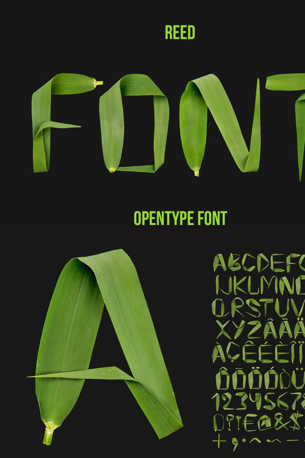 Reed Font pinterest preview image.