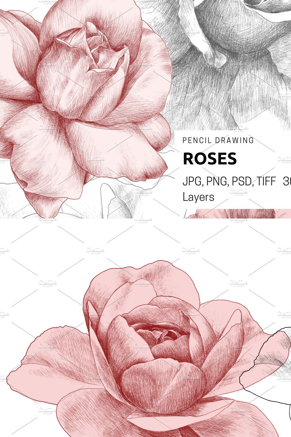 Roses pencil drawing pinterest preview image.