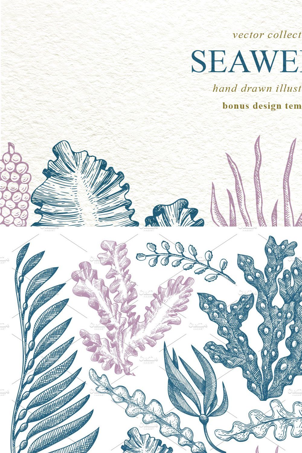 Seaweeds Vector Collection pinterest preview image.