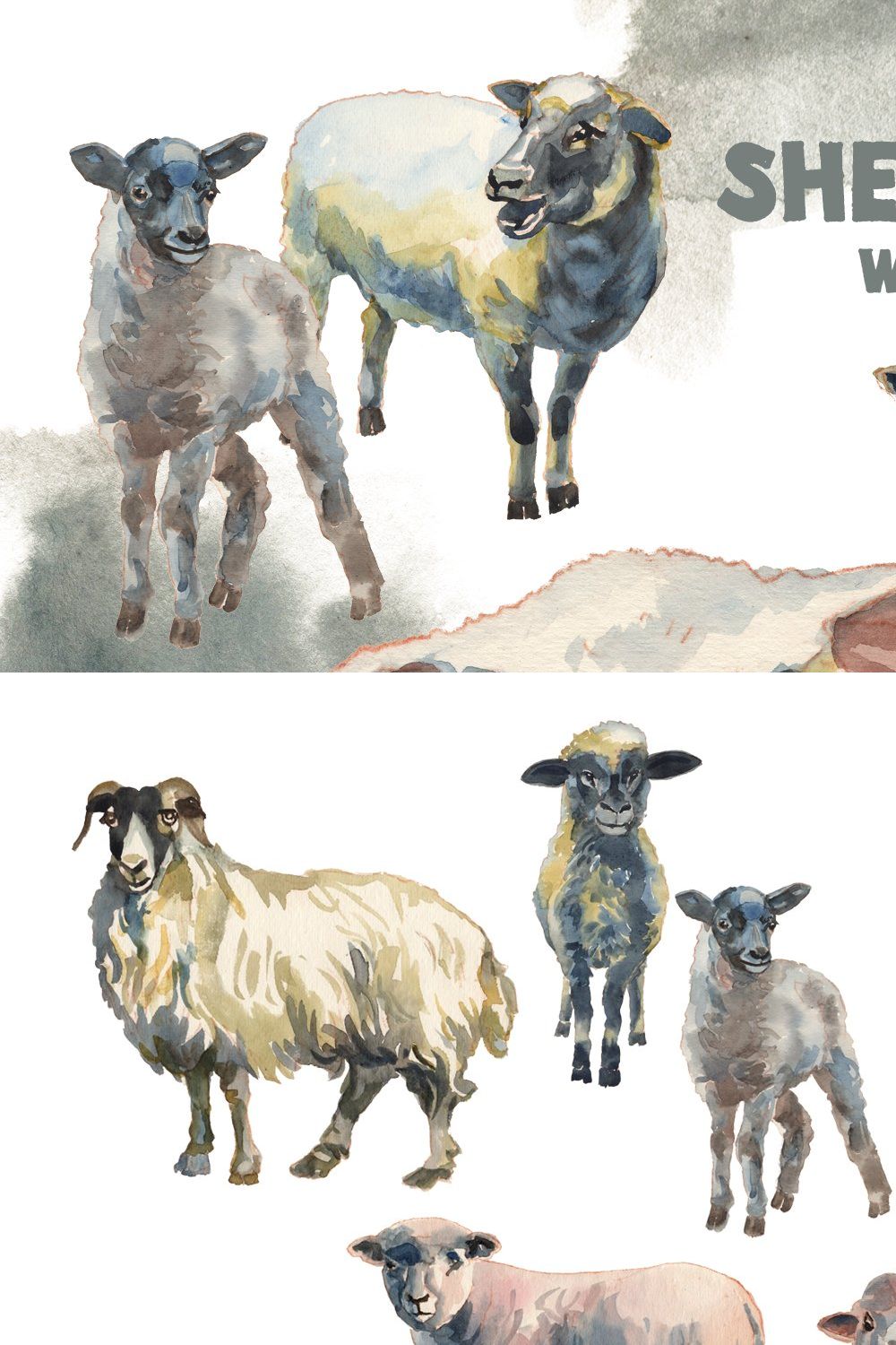 Sheep & Lambs watercolor set pinterest preview image.