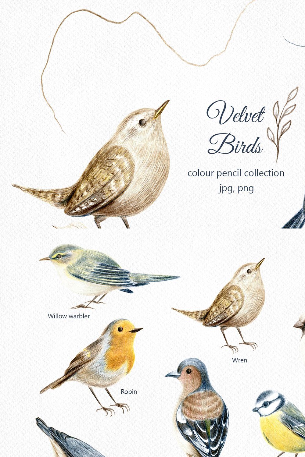 Velvet Birds - color pencil clipart pinterest preview image.