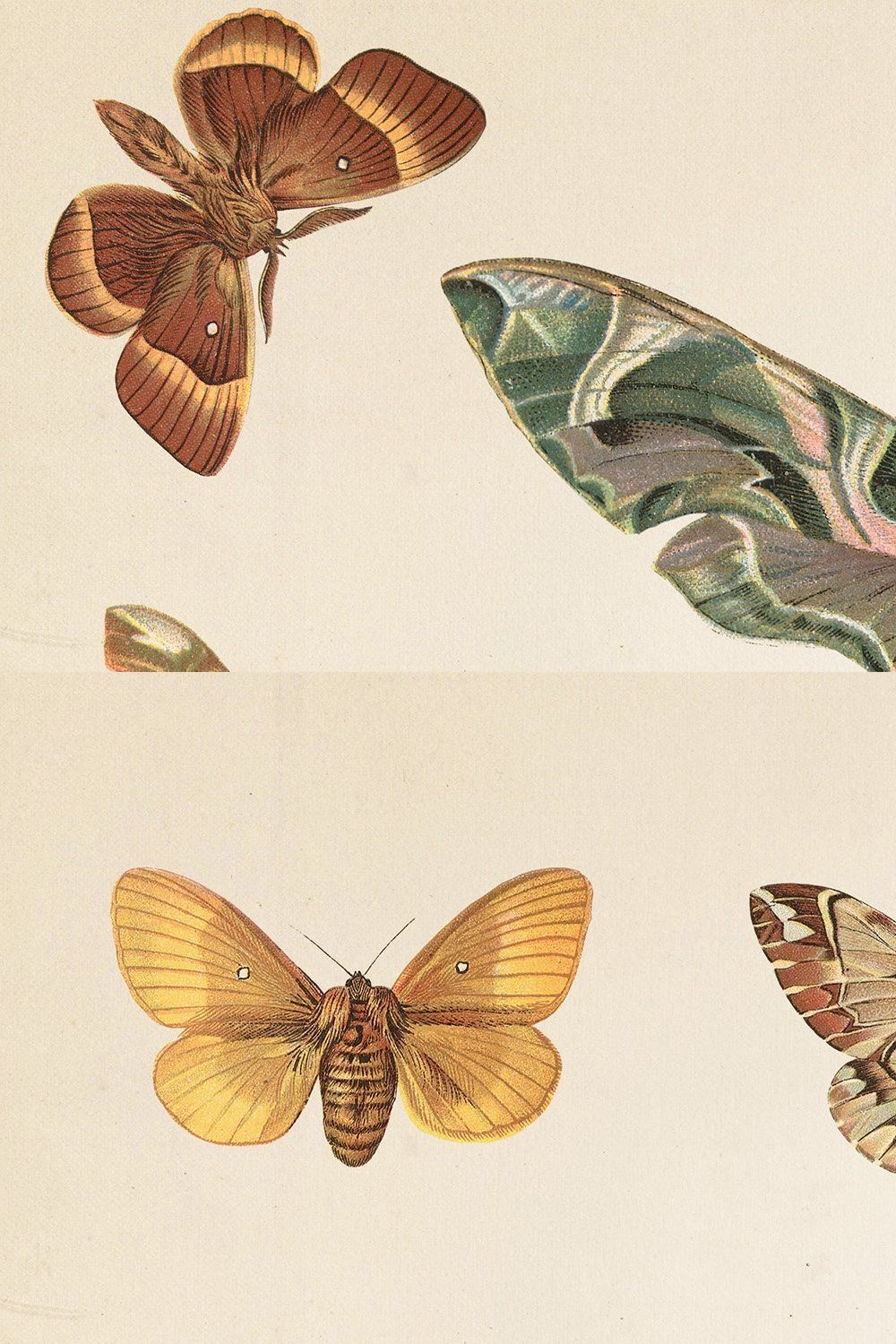 Vintage Moths Clipart pinterest preview image.