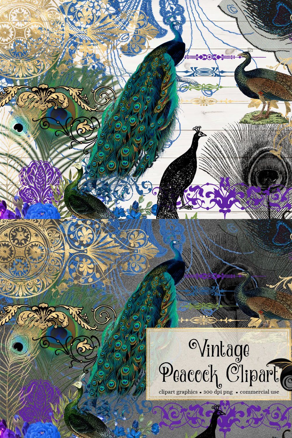 Vintage Peacock Clipart pinterest preview image.