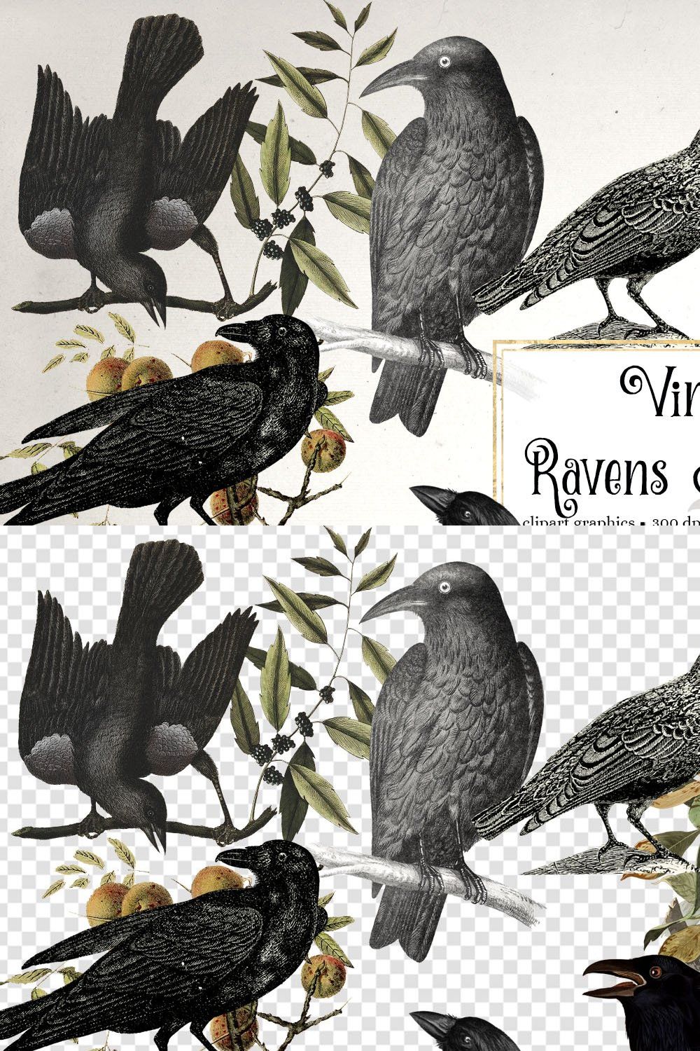 Vintage Ravens and Crows Clipart pinterest preview image.