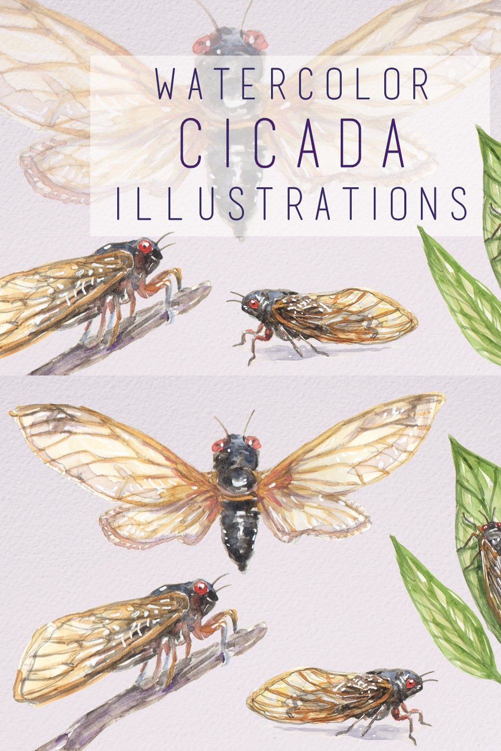 Watercolor Cicada Illustrations pinterest preview image.