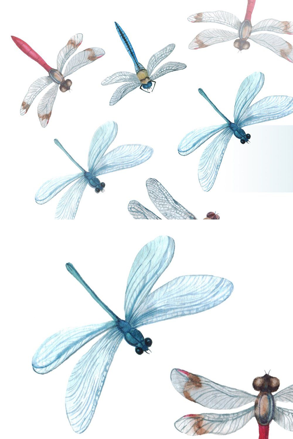 Watercolor Clipart Digital dragonfly pinterest preview image.