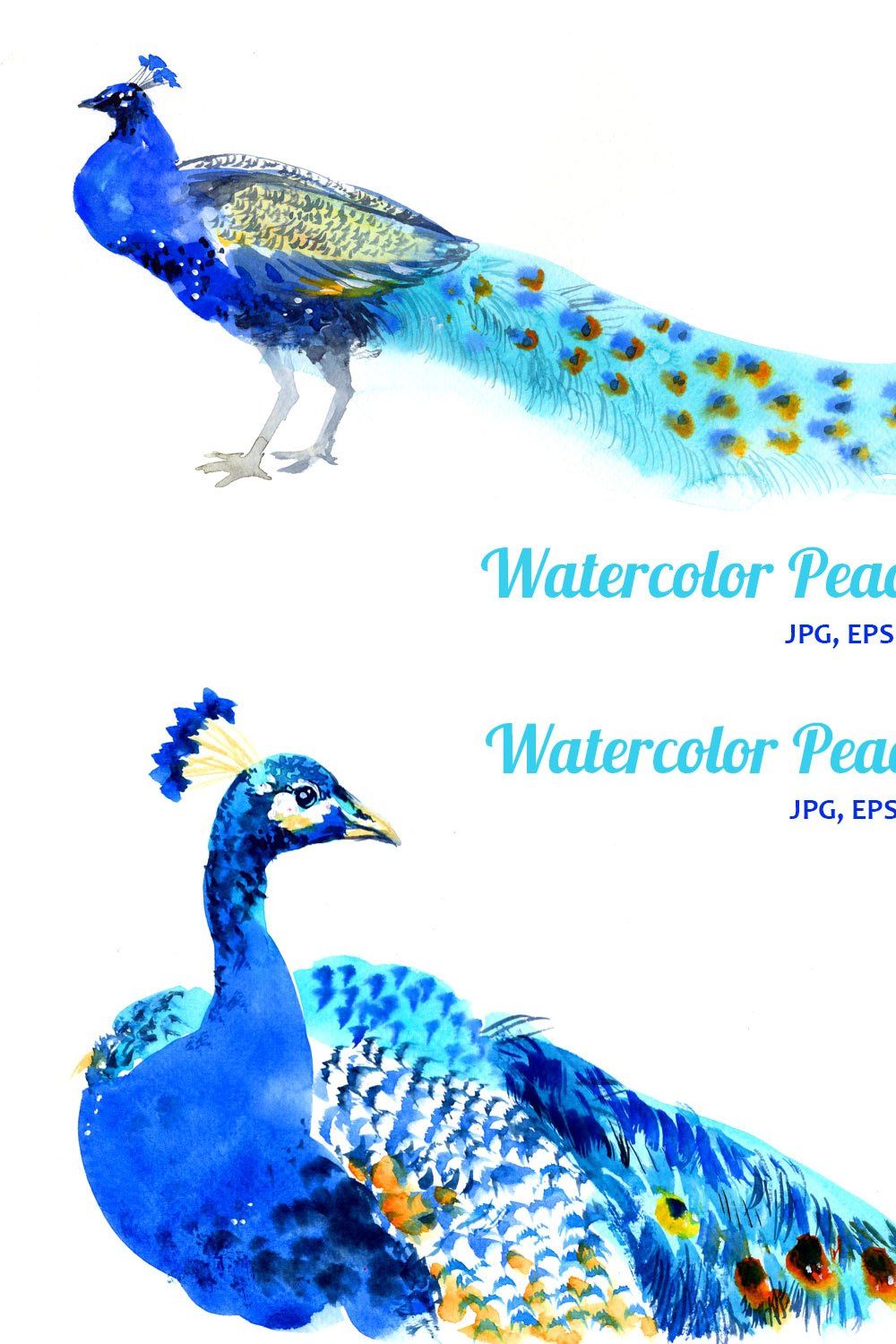 Watercolor Peacock pinterest preview image.