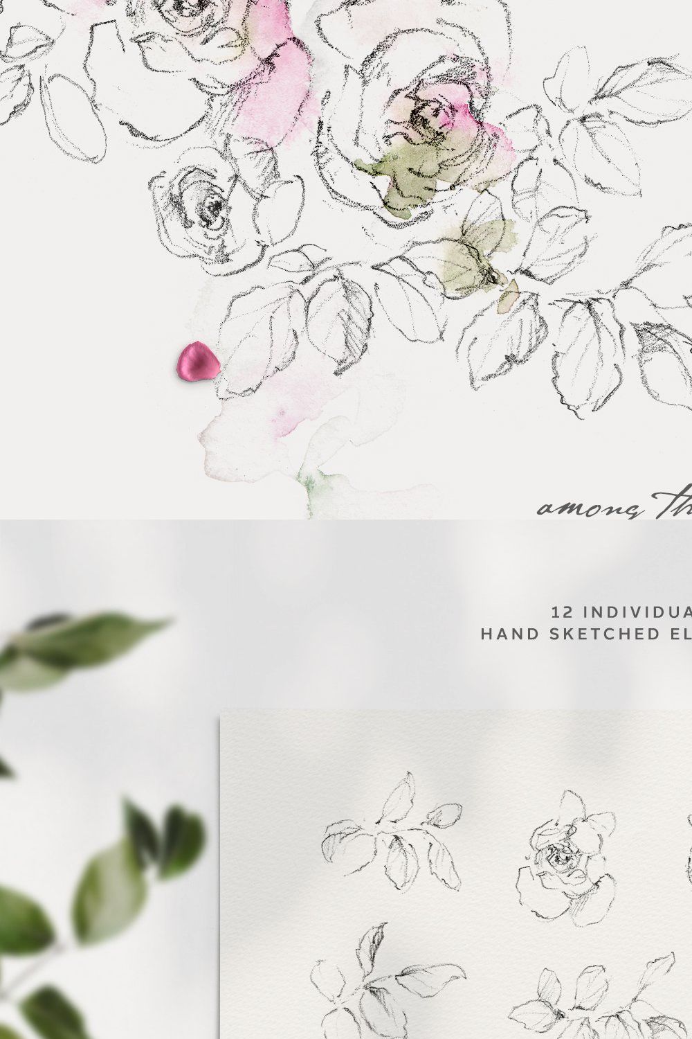 Wild Rose Pencil Sketches pinterest preview image.