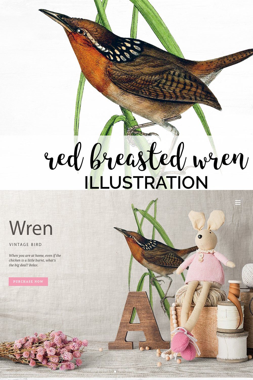 Wren Red Breasted Bird Vintage pinterest preview image.
